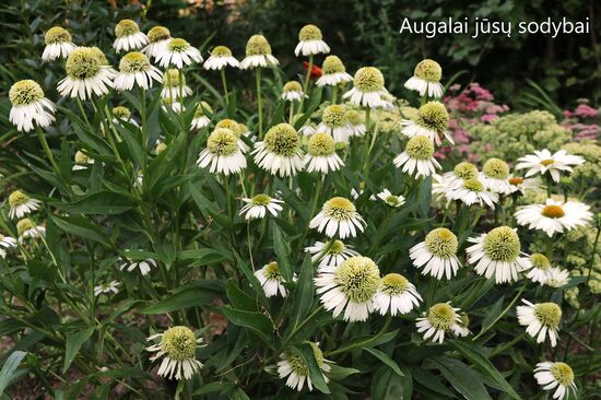 Ežiuolė (Echinacea) 'Delicious Ice'